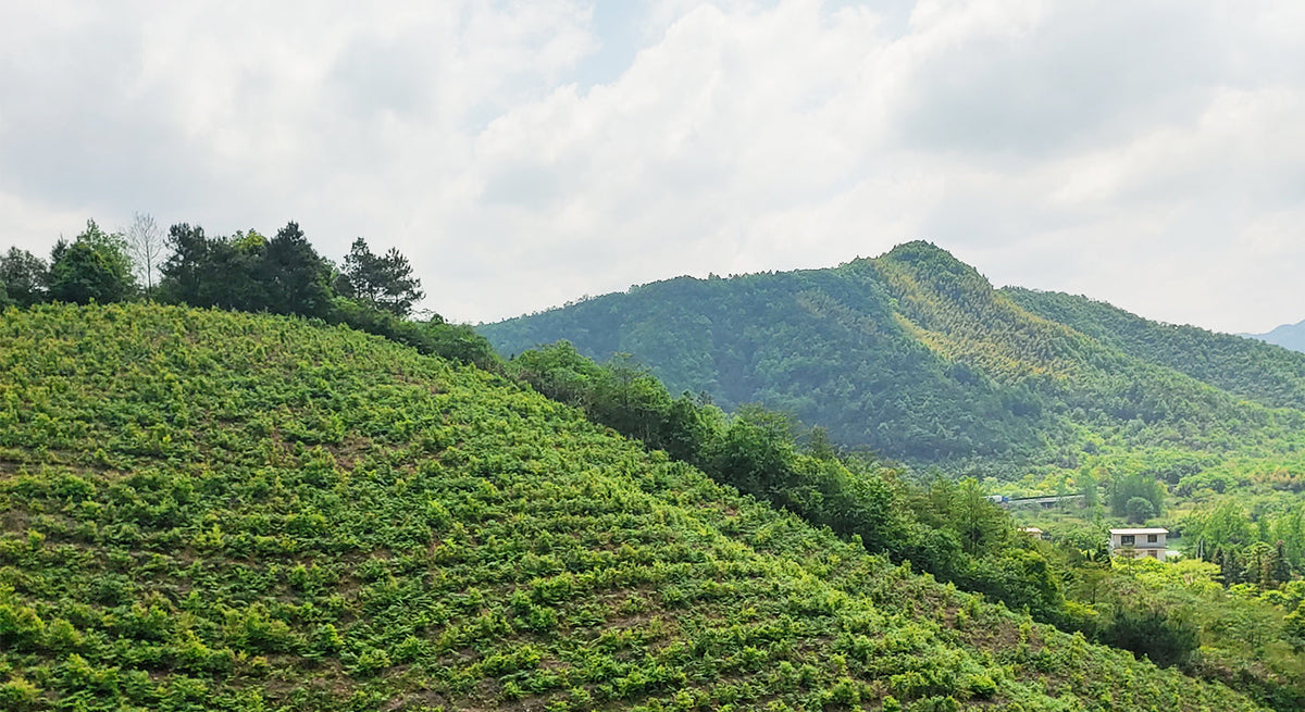 The Cultivation of Nanzhu