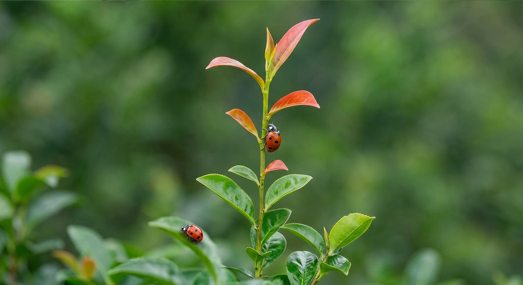 Do Plants Protect Themselves?